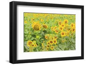 Large Field of Sunflowers Near Moses Lake, Wa, USA-Stuart Westmorland-Framed Photographic Print