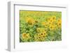 Large Field of Sunflowers Near Moses Lake, Wa, USA-Stuart Westmorland-Framed Photographic Print