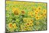 Large Field of Sunflowers Near Moses Lake, Wa, USA-Stuart Westmorland-Mounted Photographic Print