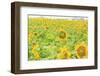 Large Field of Sunflowers Near Moses Lake, Wa, USA-Stuart Westmorland-Framed Photographic Print