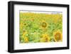 Large Field of Sunflowers Near Moses Lake, Wa, USA-Stuart Westmorland-Framed Photographic Print