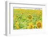 Large Field of Sunflowers Near Moses Lake, Wa, USA-Stuart Westmorland-Framed Photographic Print