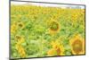 Large Field of Sunflowers Near Moses Lake, Wa, USA-Stuart Westmorland-Mounted Photographic Print