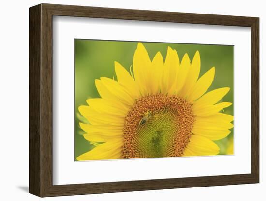 Large Field of Sunflowers Near Moses Lake, Wa, USA-Stuart Westmorland-Framed Photographic Print