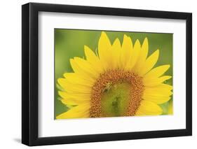 Large Field of Sunflowers Near Moses Lake, Wa, USA-Stuart Westmorland-Framed Photographic Print