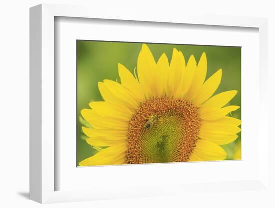 Large Field of Sunflowers Near Moses Lake, Wa, USA-Stuart Westmorland-Framed Photographic Print