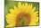 Large Field of Sunflowers Near Moses Lake, Wa, USA-Stuart Westmorland-Mounted Photographic Print