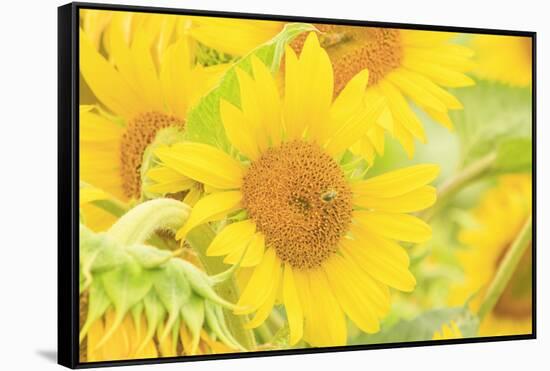 Large Field of Sunflowers Near Moses Lake, Washington State, USA-Stuart Westmorland-Framed Stretched Canvas