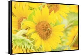 Large Field of Sunflowers Near Moses Lake, Washington State, USA-Stuart Westmorland-Framed Stretched Canvas