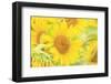 Large Field of Sunflowers Near Moses Lake, Washington State, USA-Stuart Westmorland-Framed Photographic Print