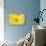 Large Field of Sunflowers Near Moses Lake, Washington State, USA-Stuart Westmorland-Photographic Print displayed on a wall