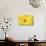 Large Field of Sunflowers Near Moses Lake, Washington State, USA-Stuart Westmorland-Photographic Print displayed on a wall