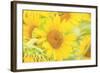 Large Field of Sunflowers Near Moses Lake, Washington State, USA-Stuart Westmorland-Framed Photographic Print