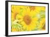 Large Field of Sunflowers Near Moses Lake, Washington State, USA-Stuart Westmorland-Framed Photographic Print