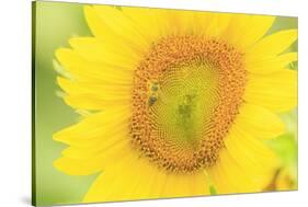Large Field of Sunflowers Near Moses Lake, Washington State, USA-Stuart Westmorland-Stretched Canvas