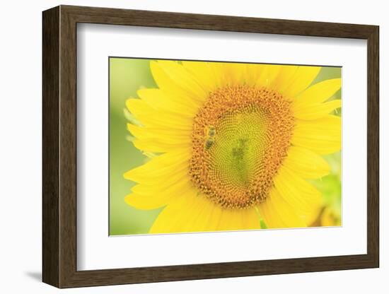 Large Field of Sunflowers Near Moses Lake, Washington State, USA-Stuart Westmorland-Framed Photographic Print