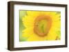 Large Field of Sunflowers Near Moses Lake, Washington State, USA-Stuart Westmorland-Framed Photographic Print