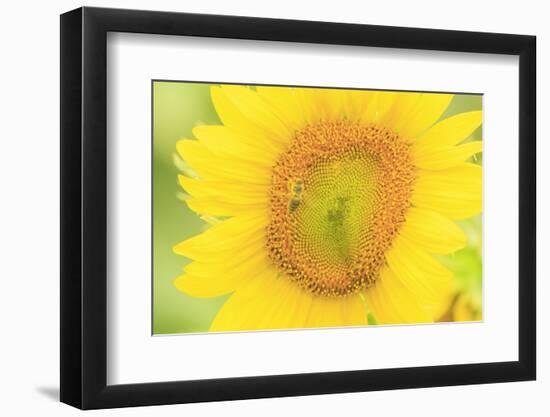 Large Field of Sunflowers Near Moses Lake, Washington State, USA-Stuart Westmorland-Framed Photographic Print