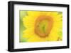 Large Field of Sunflowers Near Moses Lake, Washington State, USA-Stuart Westmorland-Framed Photographic Print