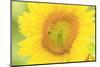 Large Field of Sunflowers Near Moses Lake, Washington State, USA-Stuart Westmorland-Mounted Photographic Print