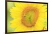 Large Field of Sunflowers Near Moses Lake, Washington State, USA-Stuart Westmorland-Framed Photographic Print