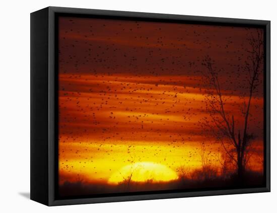 Large Flock of Blackbirds Silhouetted at Sunset, Missouri, USA-Arthur Morris-Framed Stretched Canvas