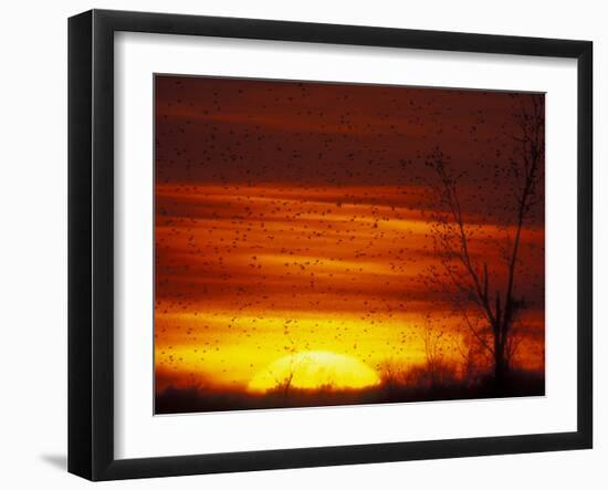 Large Flock of Blackbirds Silhouetted at Sunset, Missouri, USA-Arthur Morris-Framed Photographic Print