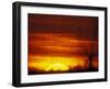 Large Flock of Blackbirds Silhouetted at Sunset, Missouri, USA-Arthur Morris-Framed Photographic Print