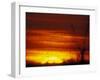 Large Flock of Blackbirds Silhouetted at Sunset, Missouri, USA-Arthur Morris-Framed Photographic Print