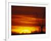 Large Flock of Blackbirds Silhouetted at Sunset, Missouri, USA-Arthur Morris-Framed Photographic Print