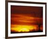 Large Flock of Blackbirds Silhouetted at Sunset, Missouri, USA-Arthur Morris-Framed Photographic Print