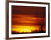 Large Flock of Blackbirds Silhouetted at Sunset, Missouri, USA-Arthur Morris-Framed Photographic Print