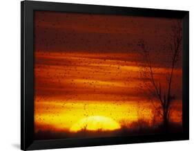 Large Flock of Blackbirds Silhouetted at Sunset, Missouri, USA-Arthur Morris-Framed Photographic Print