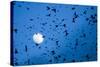 Large Flock of Bramblings (Fringilla Montifringilla) in Flight at Dusk, Infront of Moon, Austria-Novák-Stretched Canvas