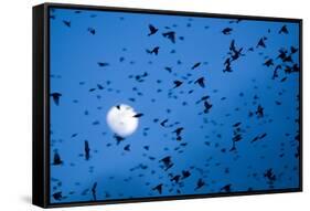 Large Flock of Bramblings (Fringilla Montifringilla) in Flight at Dusk, Infront of Moon, Austria-Novák-Framed Stretched Canvas