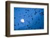 Large Flock of Bramblings (Fringilla Montifringilla) in Flight at Dusk, Infront of Moon, Austria-Novák-Framed Photographic Print