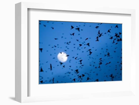 Large Flock of Bramblings (Fringilla Montifringilla) in Flight at Dusk, Infront of Moon, Austria-Novák-Framed Photographic Print