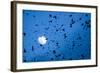 Large Flock of Bramblings (Fringilla Montifringilla) in Flight at Dusk, Infront of Moon, Austria-Novák-Framed Photographic Print