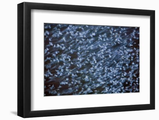 Large Flock of Bramblings (Fringilla Montifringilla) in Flight at Dusk, Lödersdorf, Austria-Novák-Framed Photographic Print