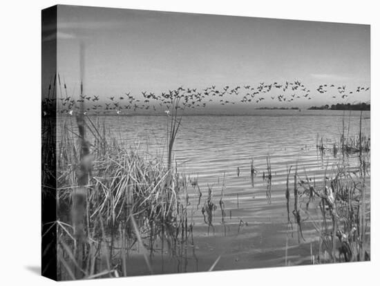 Large Flock of Canadian Geese Flying over Water-Andreas Feininger-Stretched Canvas