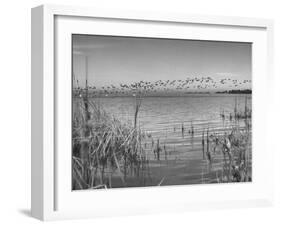 Large Flock of Canadian Geese Flying over Water-Andreas Feininger-Framed Photographic Print