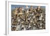 Large Flock of Shore Birds Takes Off-Hal Beral-Framed Photographic Print