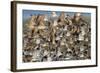 Large Flock of Shore Birds Takes Off-Hal Beral-Framed Photographic Print