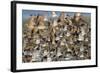 Large Flock of Shore Birds Takes Off-Hal Beral-Framed Photographic Print