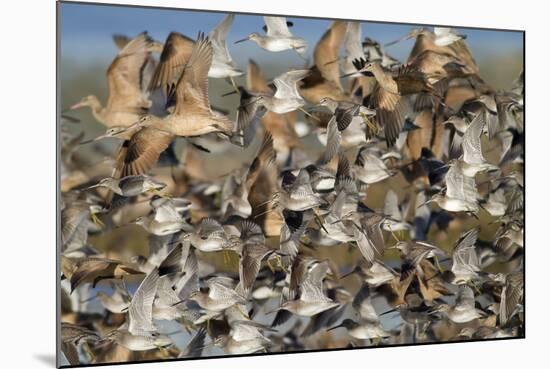 Large Flock of Shore Birds Takes Off-Hal Beral-Mounted Photographic Print