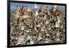 Large Flock of Shore Birds Takes Off-Hal Beral-Framed Photographic Print