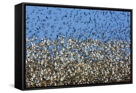 Large Flock of Waders in Flight, Japsand, Germany, April 2009-Novák-Framed Stretched Canvas