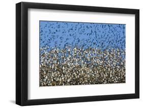 Large Flock of Waders in Flight, Japsand, Germany, April 2009-Novák-Framed Photographic Print