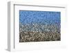 Large Flock of Waders in Flight, Japsand, Germany, April 2009-Novák-Framed Photographic Print