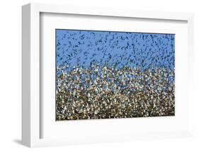 Large Flock of Waders in Flight, Japsand, Germany, April 2009-Novák-Framed Photographic Print